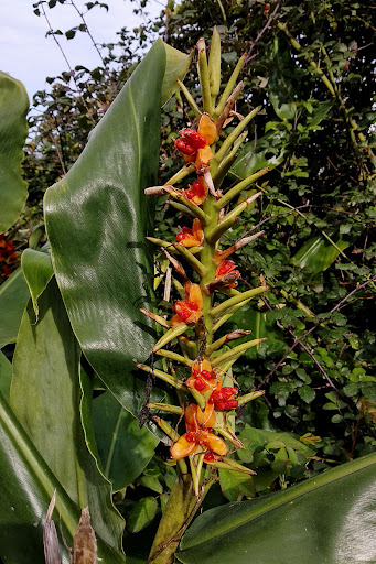 Hedychium gardnerianum