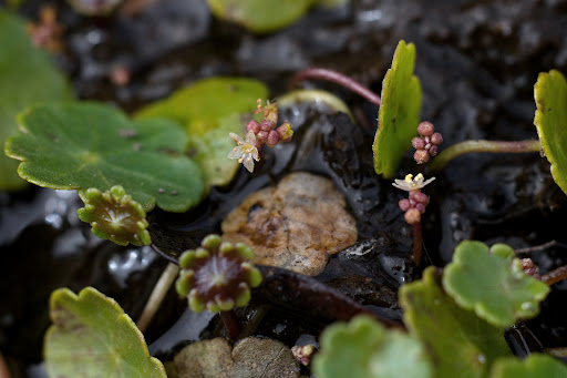 Hydrocotyle vulgaris