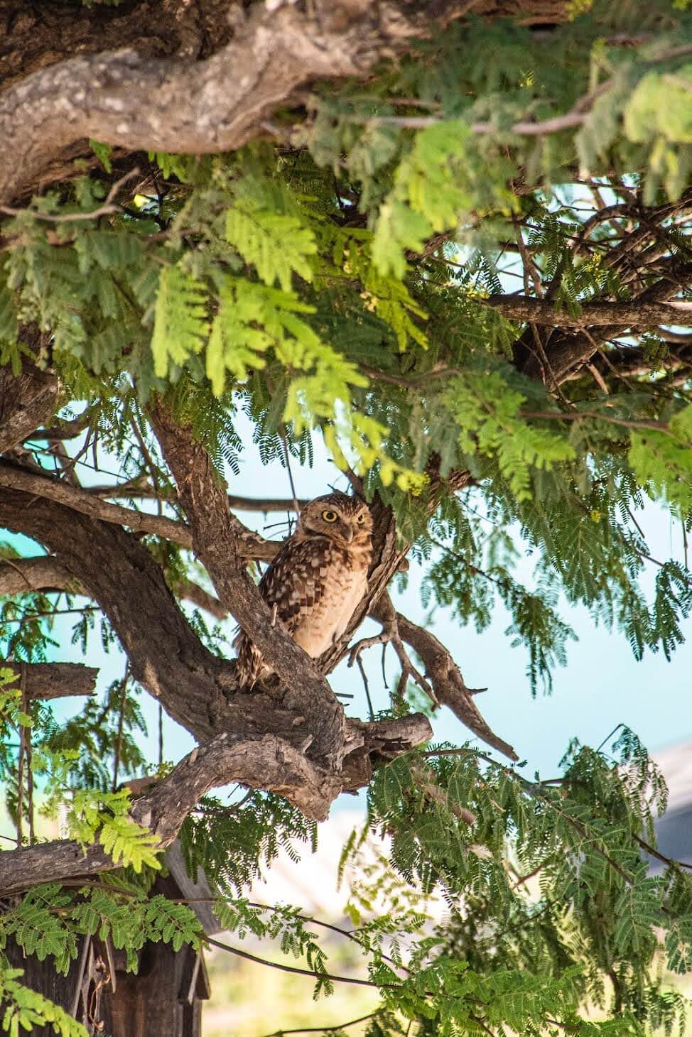 dieren op Aruba