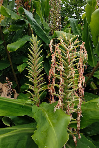 Hedychium gardnerianum