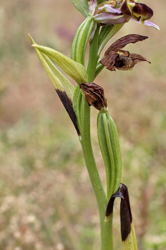 Ophrys apifera