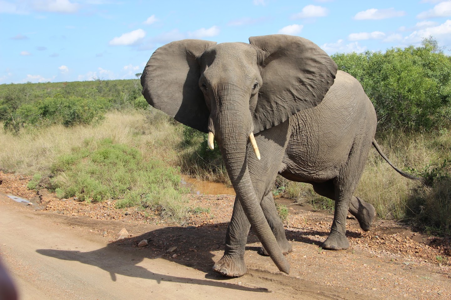 Spying an elephant in Kruger National Park, South Africa.