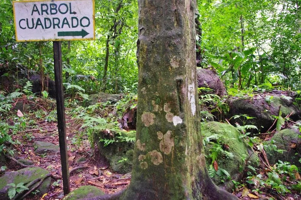 O Vale das Árvores Quadradas no Panamá