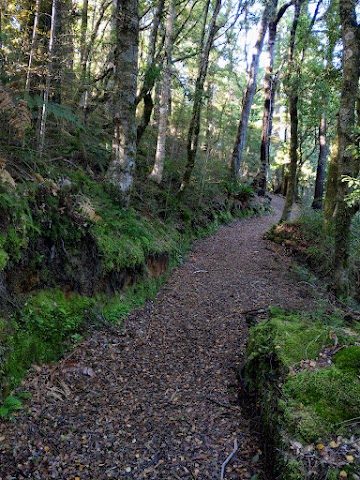 Lake Waikaremoana Great Walk Ancient Rainforest Track