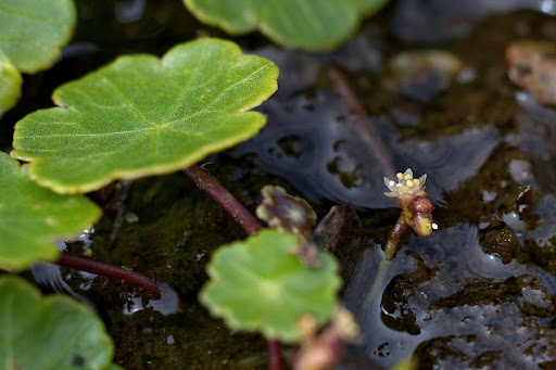 Hydrocotyle vulgaris