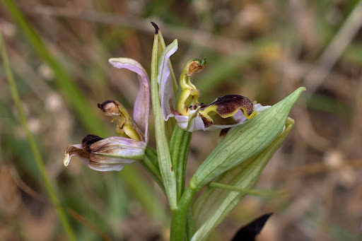 Ophrys apifera