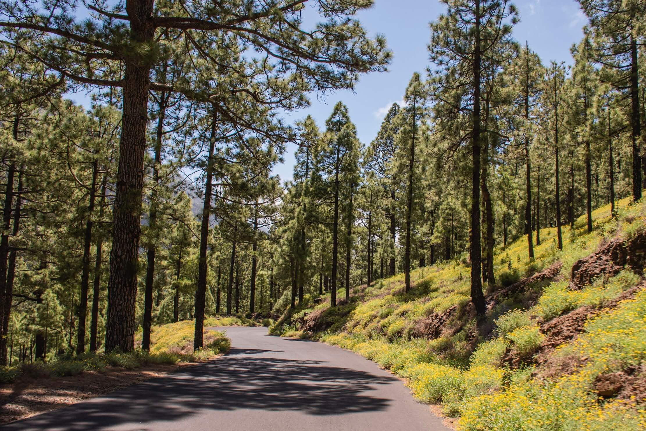 La Palma met auto