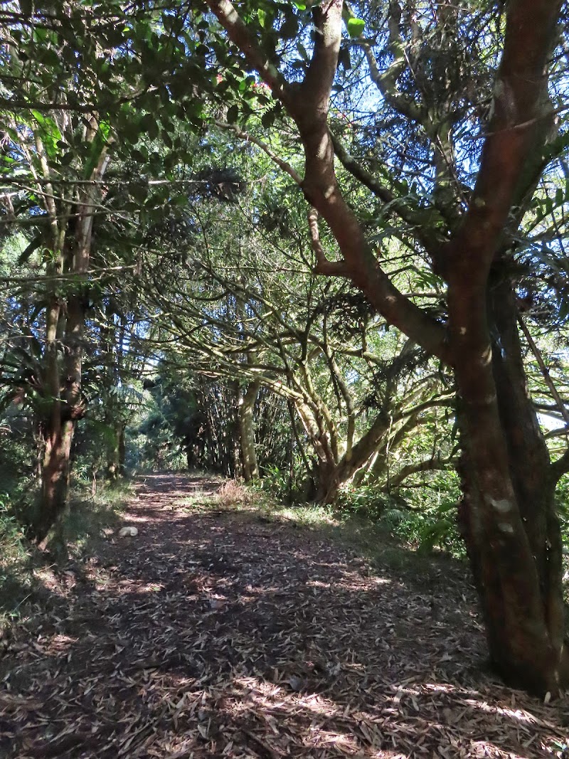 2022_台南～福龍山步道 走 凍子頂山