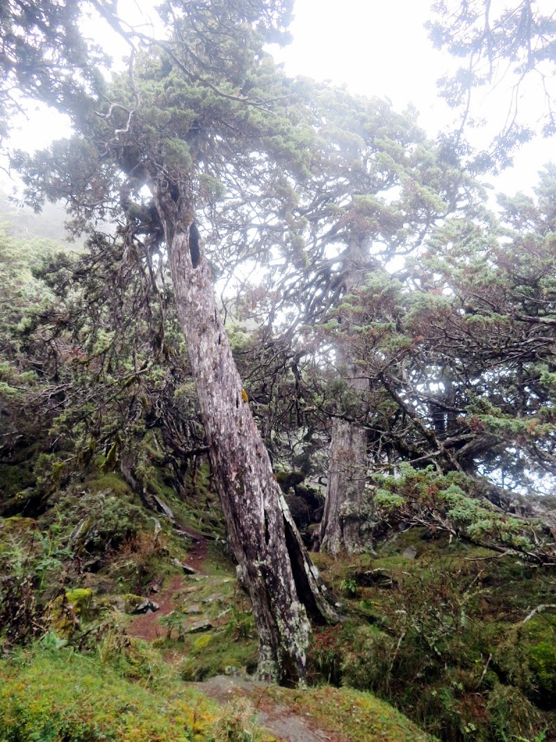 2020_南一段_DAY2 庫哈諾辛山屋~三千營地 ▲關山*