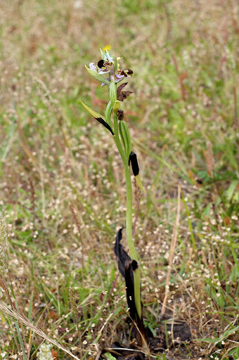 Ophrys apifera