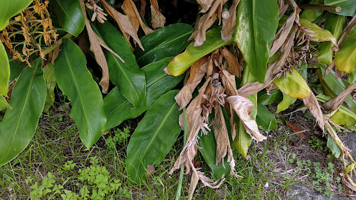 Hedychium gardnerianum