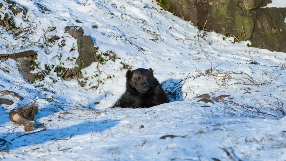 urso pardo da espécie Ursus arctos na região russa de Amur na neve