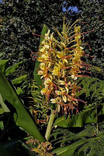 Hedychium gardnerianum