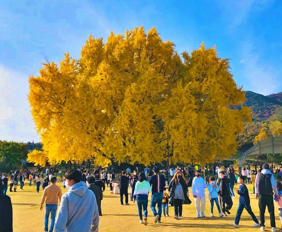 A majestosa árvore Ginkgo de 860 anos da Coreia do Sul