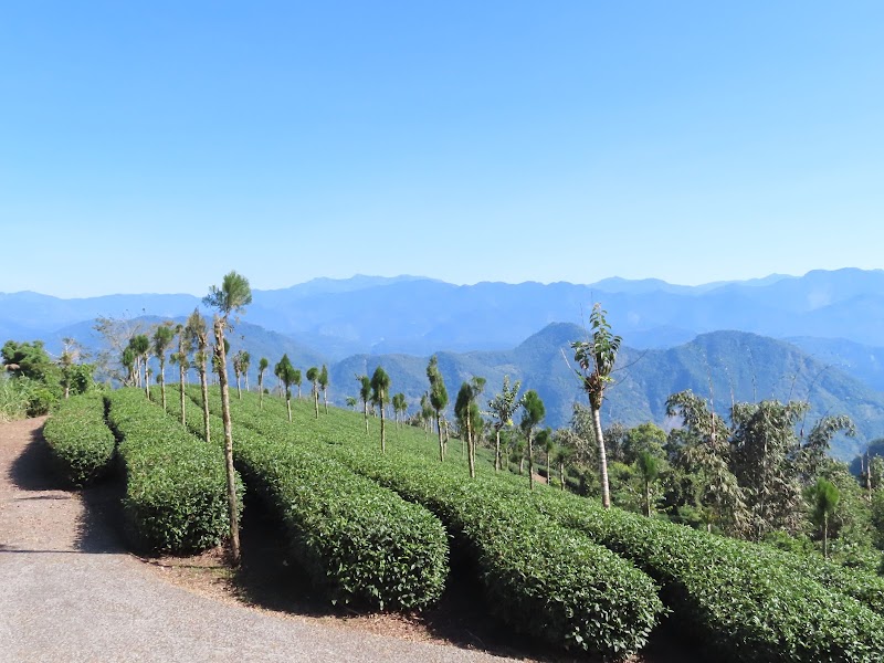 2022_台南～福龍山步道 走 凍子頂山