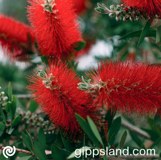 2024 South Gippsland Australia Day Awards nominations are live! Recognize outstanding local residents and events in our community