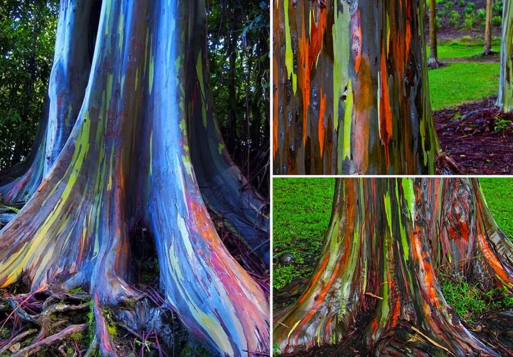 Eucalyptus deglupta, a árvore mais colorida do mundo