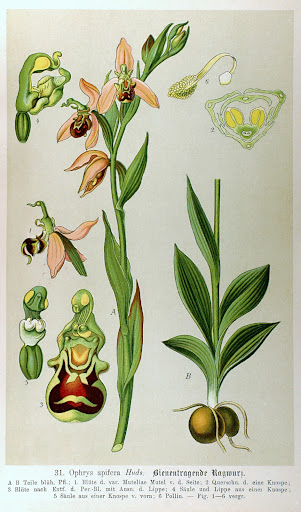 Ophrys apifera