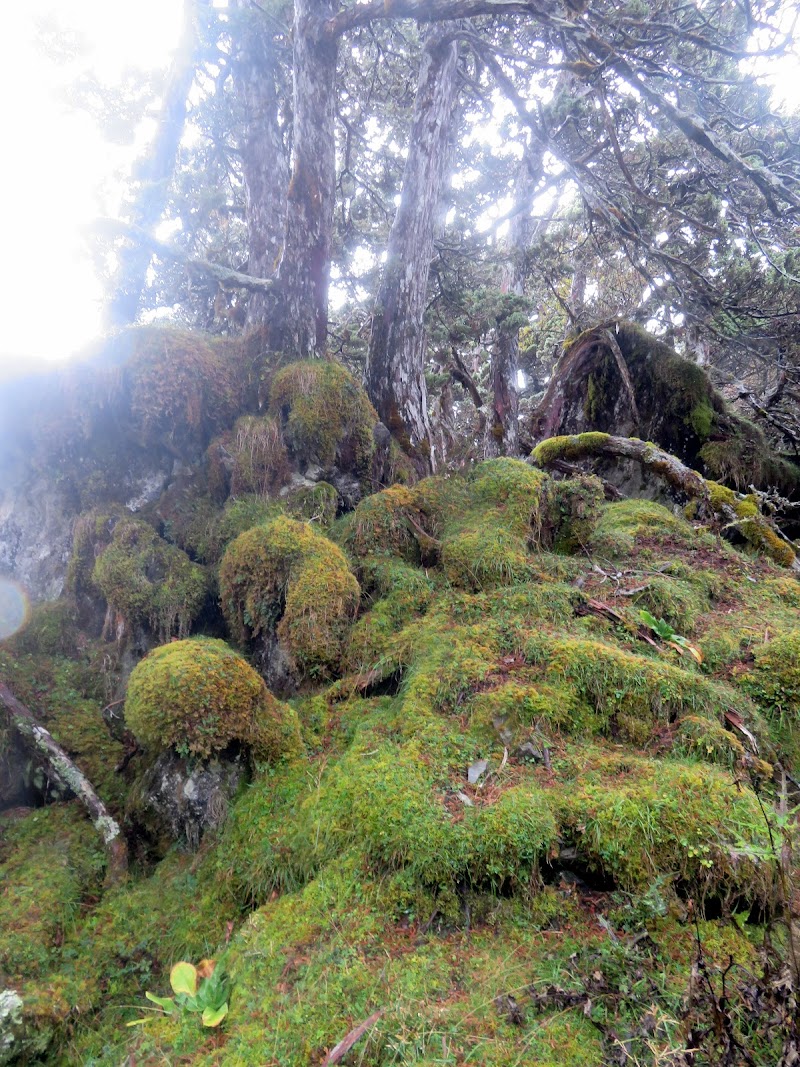 2020_南一段_DAY2 庫哈諾辛山屋~三千營地 ▲關山*