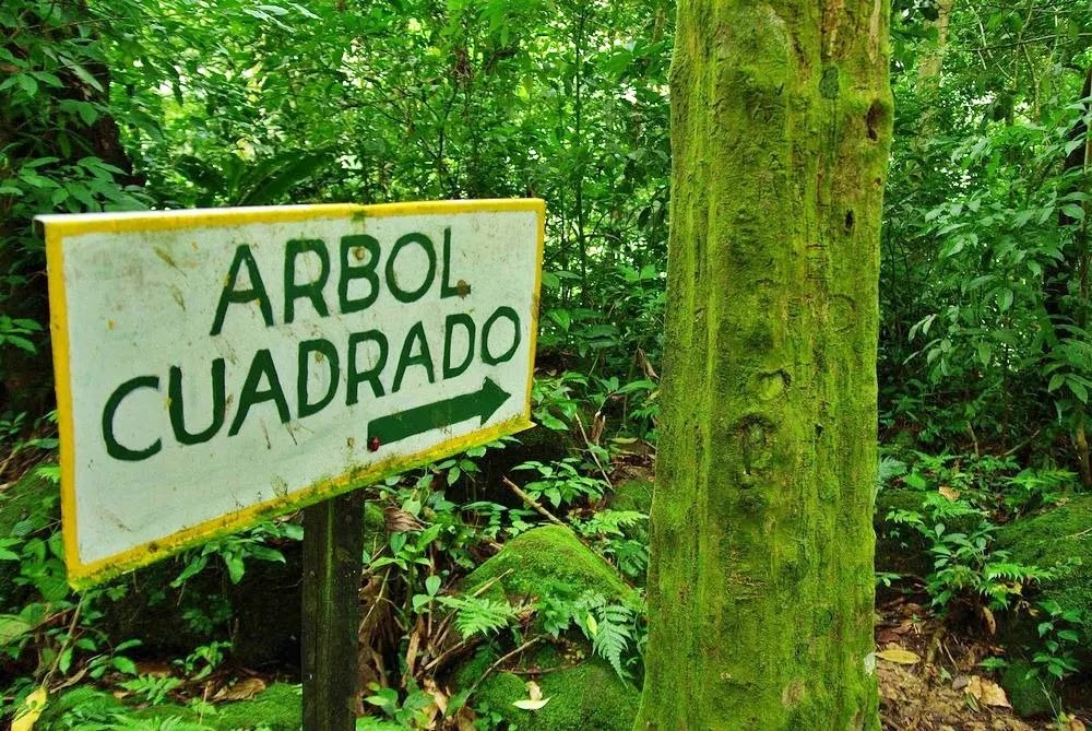 O Vale das Árvores Quadradas no Panamá