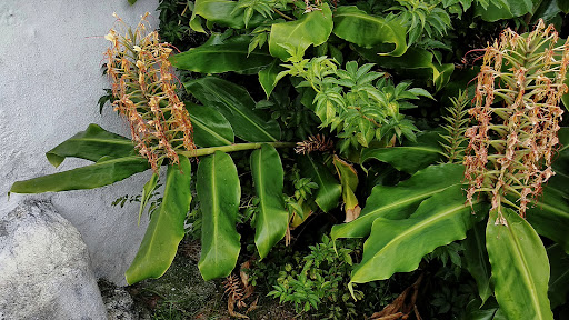 Hedychium gardnerianum