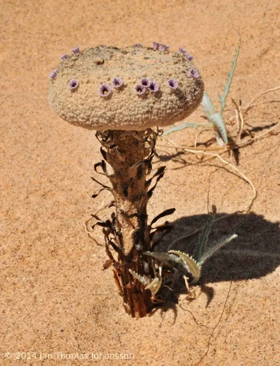 Pholisma Sonorae: uma planta com flores de aparência estranha