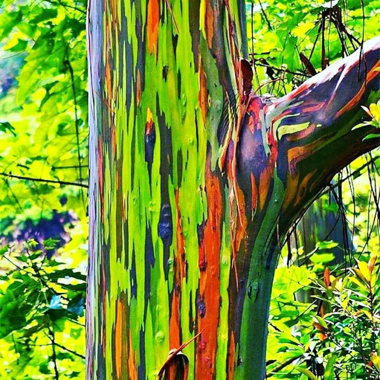 Eucalyptus deglupta, a árvore mais colorida do mundo