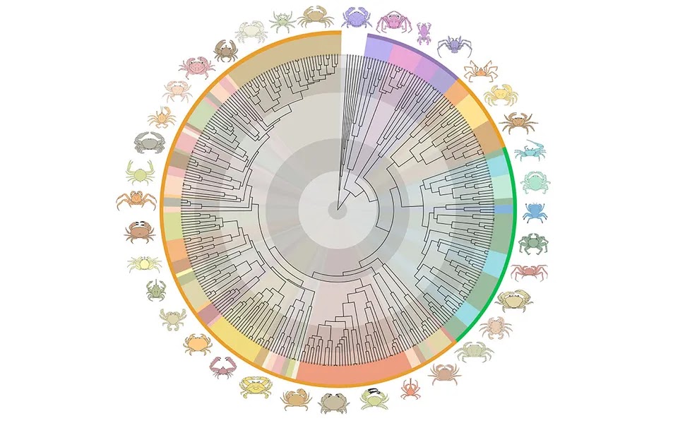 Gráfico em disco do resumo das estimativas de filogenia e tempo de divergência para caranguejos verdadeiros, coloridos por superfamília taxonômica.