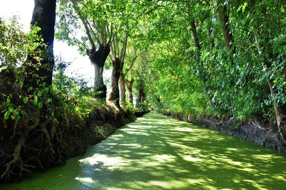 Marais Poitevin: A Veneza verde da França