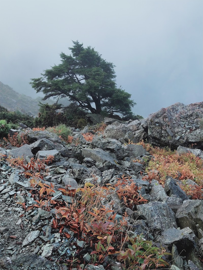 2020_南一段_ DAY4  雲水池營地~三叉峰下營地**