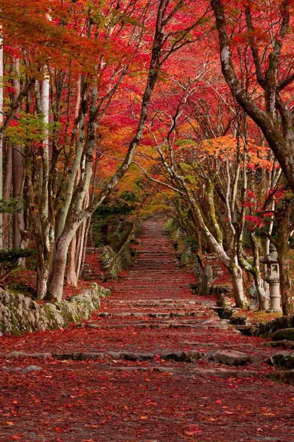 วัดเคโซะคุจิ (Keisoku-ji Temple) ตั้งอยู่บนเนินเขาในเมืองนางาฮามะ (Nagahama) มีชื่อเสียงโดดเด่นด้วยทัศนียภาพอุโมงค์เมเปิ้ลกว่า 200 ต้น