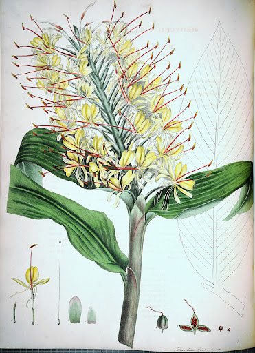 Hedychium gardnerianum