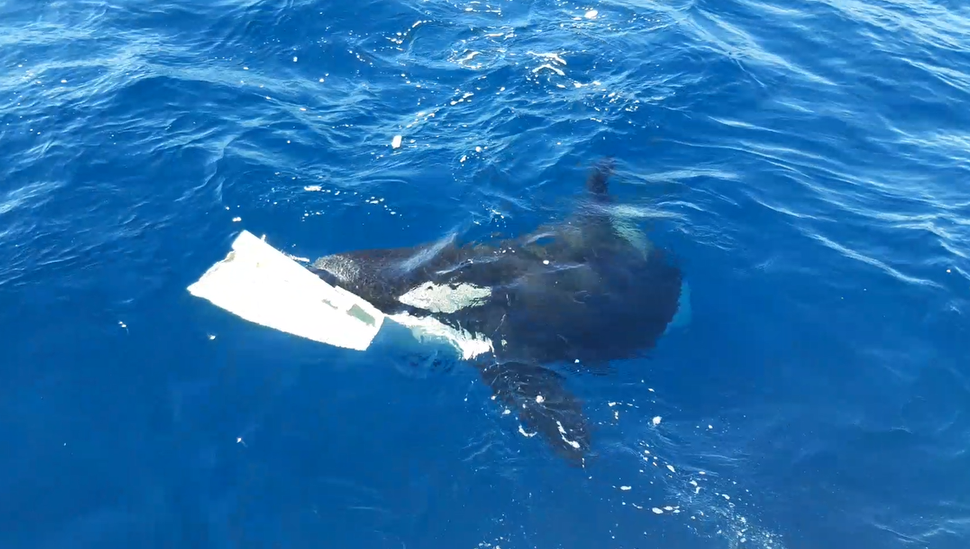 Uma orca jovem carrega um grande pedaço de leme arrancado de um barco 