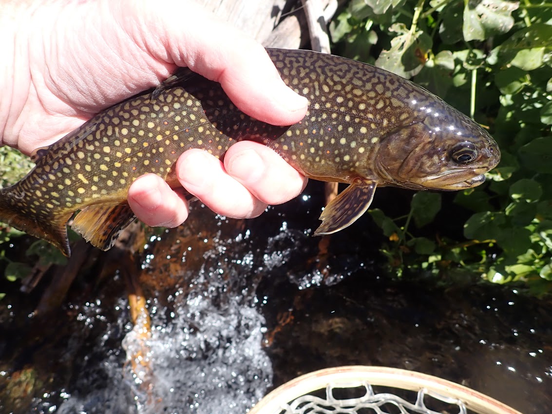 Fishing Report: The White River near Meeker, CO by Shannon Branham