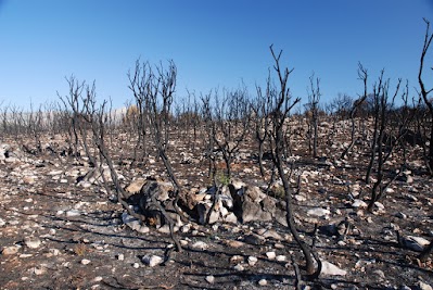 Von Feuer verkohlten Baumleichen.