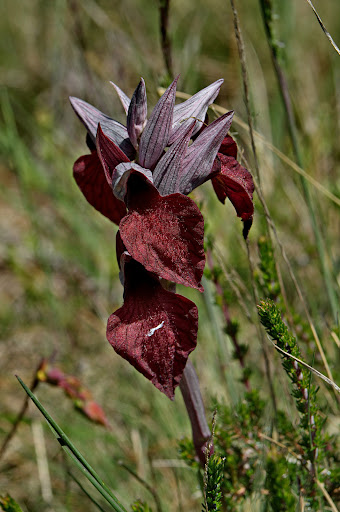 Serapias cordigera