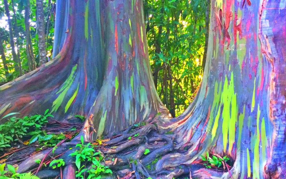 Eucalyptus deglupta, a árvore mais colorida do mundo