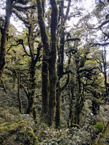 Te Urewera mossy forest