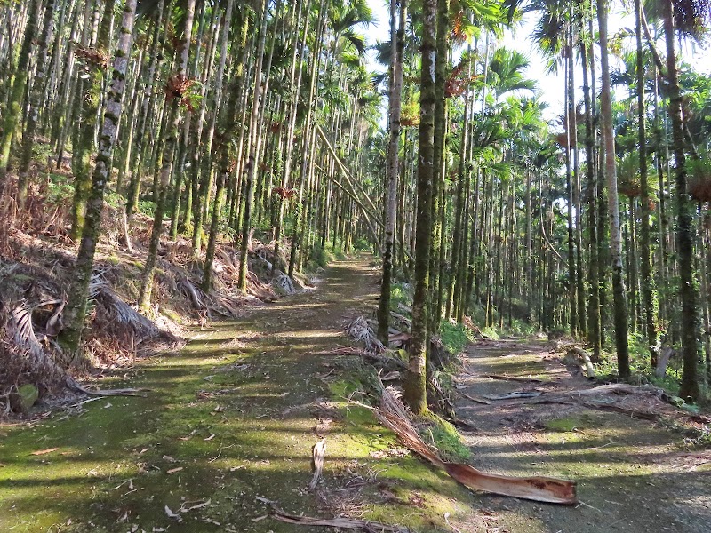 2022_台南～福龍山步道 走 凍子頂山