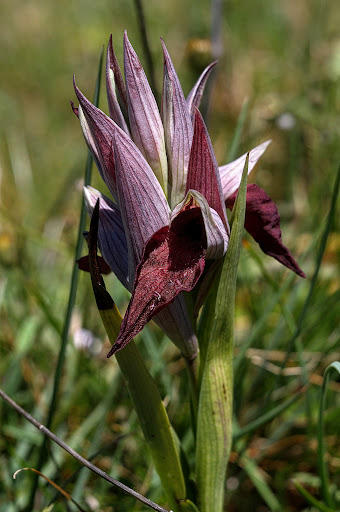 Serapias cordigera