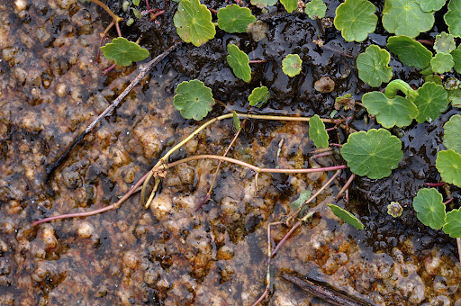 Hydrocotyle vulgaris