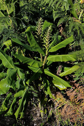 Hedychium gardnerianum