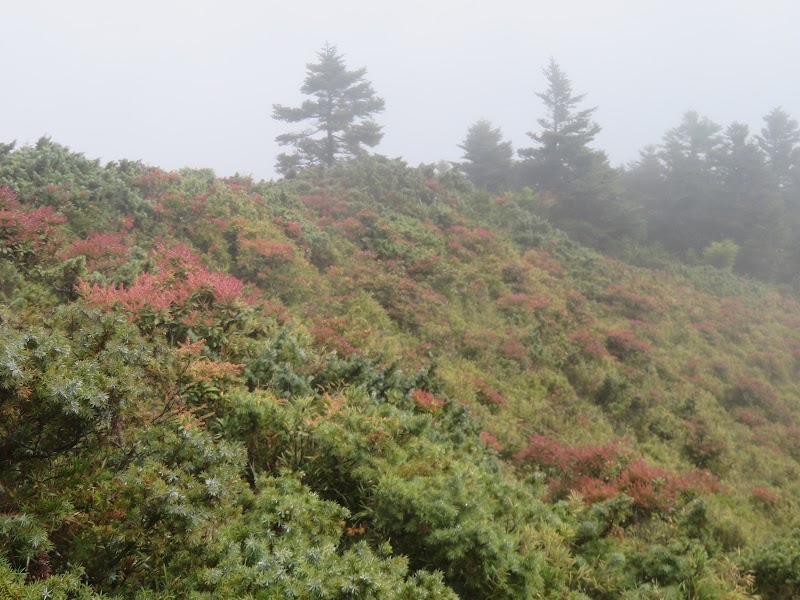 2020_南一段_DAY2 庫哈諾辛山屋~三千營地 ▲關山*