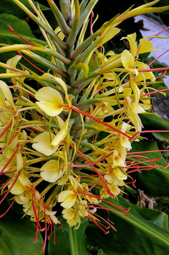 Hedychium gardnerianum