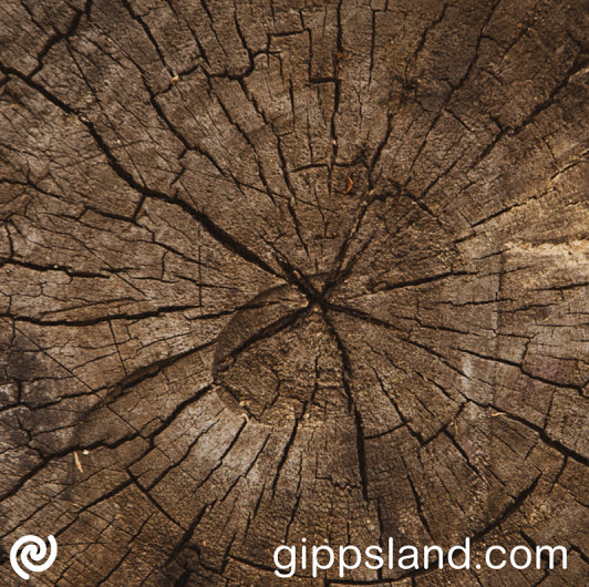 One Gippsland is committed to preventing anyone from being left behind due to the early cessation of native timber harvesting and will work with the government to ensure affected families will receive sufficient support