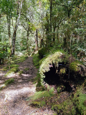 Lake Waikaremoana Great Walk Track