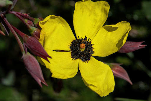 Xolantha Tuberaria globulariifolia