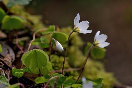 Oxalis acetosella