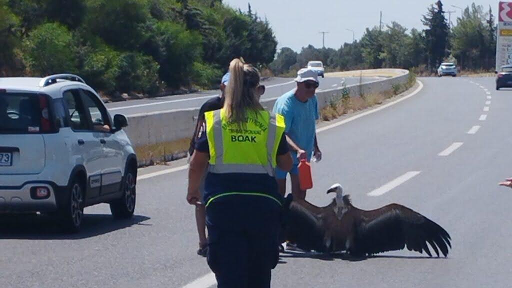 Ηράκλειο: Ο καύσωνας… έριξε στη μέση του δρόμου ημιλιπόθυμο το γύπα – Περαστικοί του έδωσαν νερό