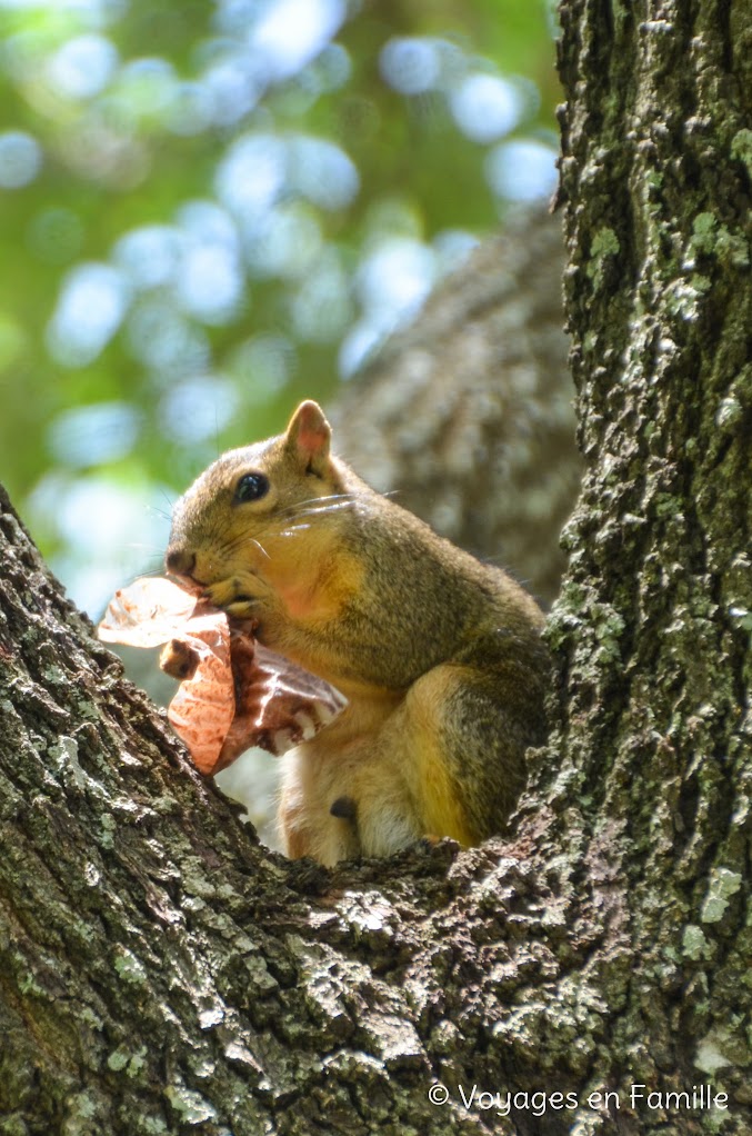 Austin - Capitole, squirrels